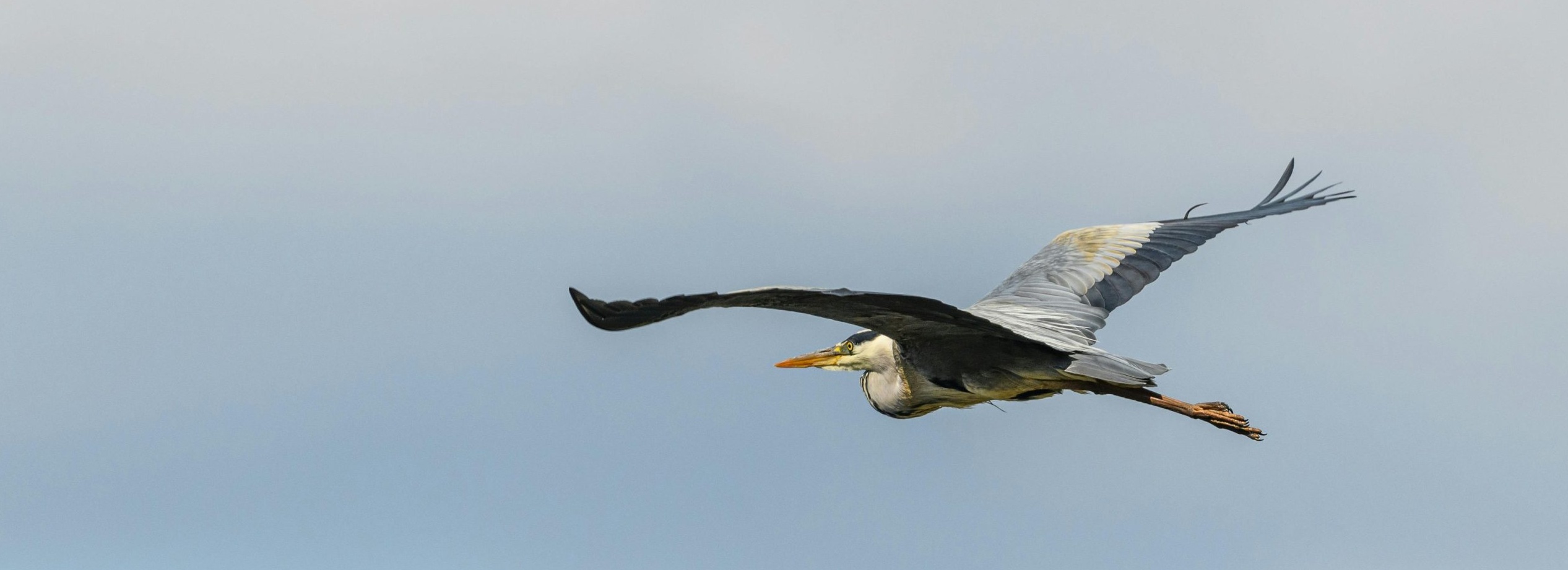 Ardea (Ar-DAY-Uh) is Latin for Heron.